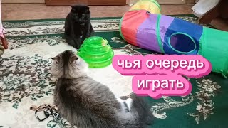 Чья очередь играть Игрушки для кошек [upl. by Mackie]