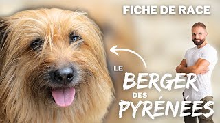 Le BERGER DES PYRÉNÉES  RACE DE CHIEN [upl. by Konopka995]