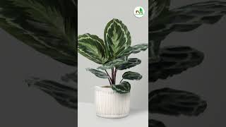 Pet  Friendly Houseplants🐱🐶🐰 [upl. by Coryden]