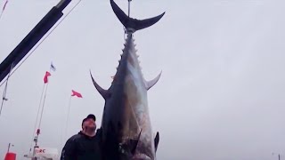 GIANT BLUEFIN TUNAS  Australians in Canada [upl. by Terrie904]