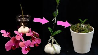 Orchids Propagation Grow Many Baby Orchids On Flower Stalk How It’s Done [upl. by Vahe]