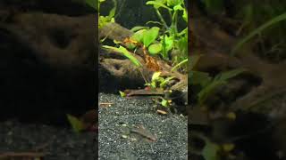 Planted community Denison Barb Tank [upl. by Enyaj402]