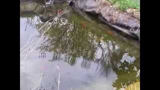 Goldfische im Teich beim Laichen Teil 3 [upl. by Strain]