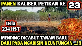 🔴 MENDING DICABUT DARIPADA NGABISIN KEUNTUNGAN PANEN CABE KALIBER KE 23 infopertaniancabe [upl. by Ardnasxela]