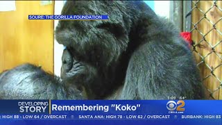 Koko Famous Signing Gorilla Dies At 46 [upl. by Kiernan]