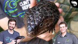 Shingleback Skink A MONOGAMOUS Blue Tongue [upl. by Anaihsat]