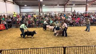 2024 Greene County Fair Overall Market Gilt Final Drive Judged by Ryan Rash [upl. by Viking]