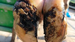 BULBOUS ULCER on COWS HOOF•••••• HUGELY satisfying [upl. by Butch]