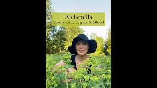 Alchemilla Ladys Mantle Medicine from the Ivywood Garden [upl. by Merp267]