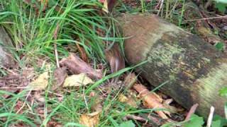 NZ rare bird Buff Weka moving serious wood [upl. by Notirb]