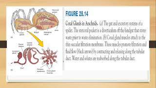 Malpighian tubules and Coxal gland [upl. by Heilman]