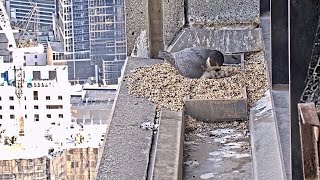 367 Collins St Falcons Dad Sits with Chicks 🐣 🐣 2 Eggs Now Squirmy Fluff Balls 🐥 2024 Oct 3 [upl. by Tteirrah]