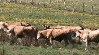 Transhumance  Ferme des Clauzels  Production Hiruena 2010 [upl. by Mira]