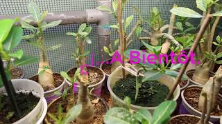 Bouture de Stephanotis FloribundaHow to propagate Stephanotis Floribunda from cutting [upl. by Laval]