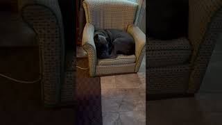 Cane corso in a small chair [upl. by Storm]