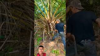 Harvesting oil palm trees sonasmr [upl. by Alage712]