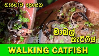 Walking catfish I මාබල් කැට්ෆිෂ් [upl. by Orford]