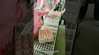 The Process of Using a Suction Machine to Pack Eggs shorts [upl. by Natanoy962]