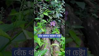 বেঁচে থাকার আপ্রাণ চেষ্টা [upl. by Miche]