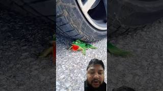 Crushing of tomatoes and soft and crunchy things by car tyre shortcake asmr crushing crunchy [upl. by Abraham]