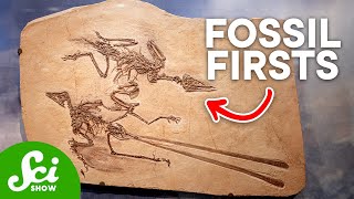 The 10 Oldest Fossils Ever Discovered [upl. by Imailiv]