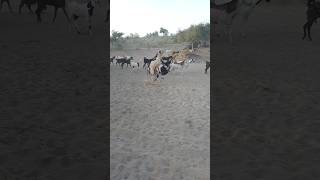 evening 🐐🐐time goats animals short [upl. by Yolane]