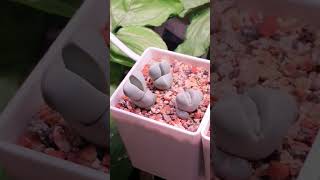 Lapidaria Margaretae🌺  Мои сеянцы🌱 succulent succulents plants flowers cactus [upl. by Minerva]