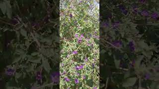 Blue Potato bush Lycianthes rantonnetiiflowersevergreenshrubyoutube shorts [upl. by Hsoj]