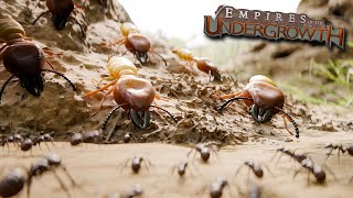 The TERMITES ARE HERE  Empires Of The Undergrowth  Ep37 [upl. by Mignon134]