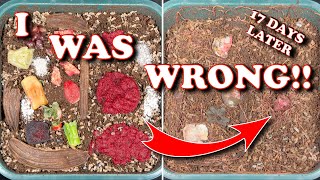 Blended vs Whole Food Scraps In A Worm Bin  Vermicompost Worm Farm [upl. by Eissolf]