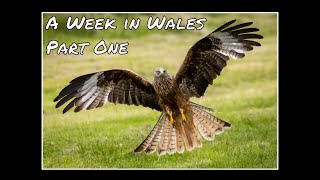 Photography in Wales  Part 1  Wildlife amp Landscape Red Kite amp Water BreakItsNeck Waterfall [upl. by Coke]