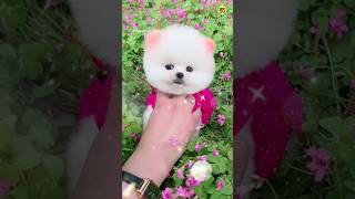 Teacup Pomeranian Dog Price In India shorts rajesh5g trending pets puppy doglover [upl. by Saile]