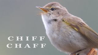 CHIFFCHAFF bird singing birds sounds [upl. by Sachiko]