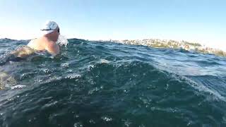 Sydney Ocean Swim with turtle [upl. by Euqnimod569]