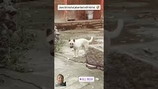 🐶🤣😂👀🦴Jisne bhi kia hai jabardast edit kia hai funny shortfunny dogdoglover [upl. by Maxie]