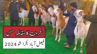 Faisalabad bakra show 2024  Haji goat farm  Bakra mandi faisalabad [upl. by Nunes]