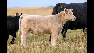 Reimann Pasture Sale 2024  Tag 53 [upl. by Brod]