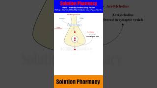 Neurotransmission in Cholinergic Neurons  solutionpharmacy [upl. by Eedebez242]