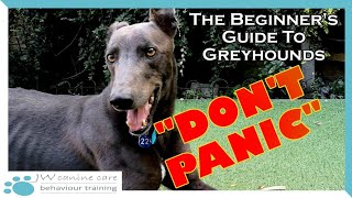 A beginners guide to living with a greyhound [upl. by Bordiuk]