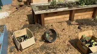 Oakland school garden built by Stephen Ayesha Currys foundation vandalized [upl. by Millie86]