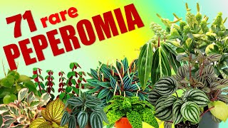 71 PEPEROMIA SPECIES  HERB STORIES [upl. by Idram]