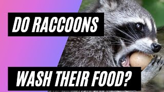 Why do raccoons wash their food [upl. by Odnomra59]