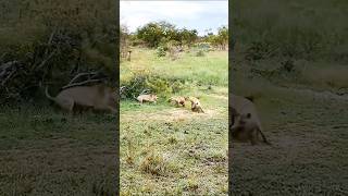 quotWild Clash Hyena vs Lion  Intense Fight for Dominancequot [upl. by Weylin]