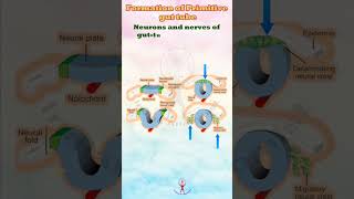 Embryonic Gut Formation and Fascination anatomy [upl. by Desberg]