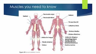 ALevel PE  Agonists Antagonists amp Types of Muscle Contractions [upl. by Ammamaria]