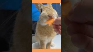 The breeders feeding routine👅My rabbits today’s snack is carrot 🥕Bunnie loves it shorts pets [upl. by Atiuqer873]