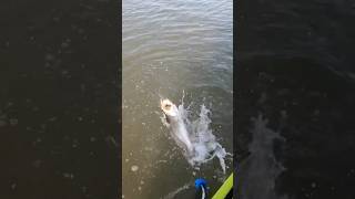 Big trout hit the spoon right at the microskiff kayakfishing [upl. by Herm]