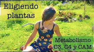 ¿Por qué mi CÉSPED está feo en VERANO METABOLISMO C3 C4 Y CAM [upl. by Aroel]