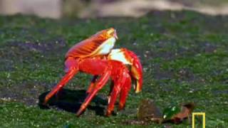 Welcome to the Galapagos Islands [upl. by Gytle273]