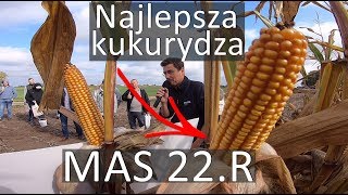 MAS 22R FAO 240 odmiana nie do pobicia na ziarno VLOG4 [upl. by Konyn]